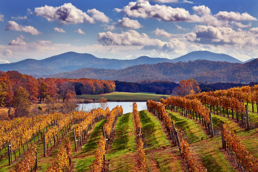 The Monticello Wine Trail.